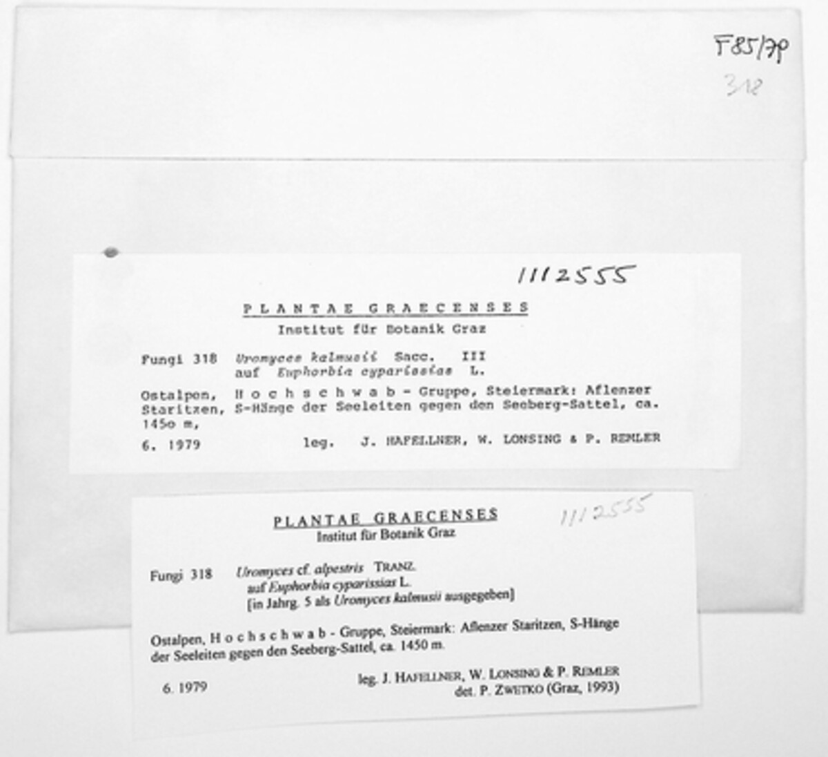 Uromyces kalmusii image